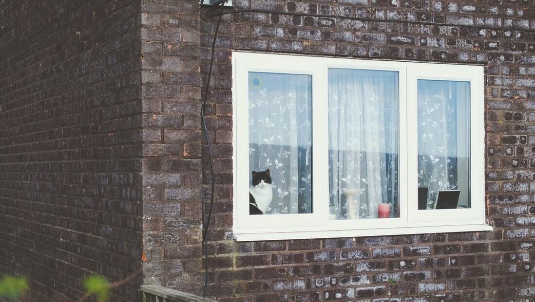 Katinas ziuri per langa